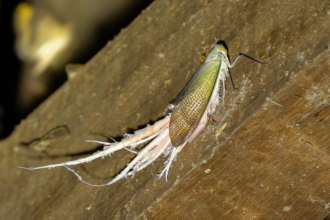 Wax-tailed planthopper (Pterodictya reticularis) Collpas Tambopata Inn, Madre de Dios, Peru. Jun 6, 2022 Fall,Geotagged,Peru,Pterodictya reticularis,Wax-tailed planthopper