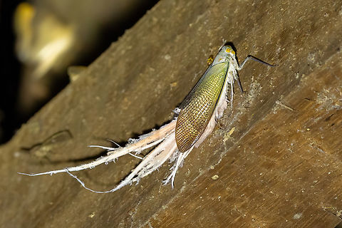 Wax-tailed planthopper (Pterodictya reticularis) Collpas Tambopata Inn, Madre de Dios, Peru. Jun 6, 2022 Fall,Geotagged,Peru,Pterodictya reticularis,Wax-tailed planthopper