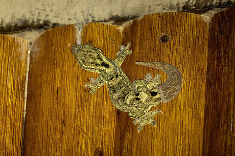 Southern Turnip-tailed Gecko