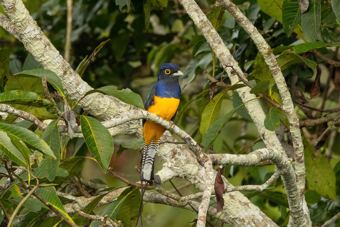 Amazonian trogon (Trogon ramonianus) Collpas Tambopata Inn, Madre de Dios, Peru. Jun 5, 2022 Amazonian trogon,Fall,Geotagged,Peru,Trogon ramonianus