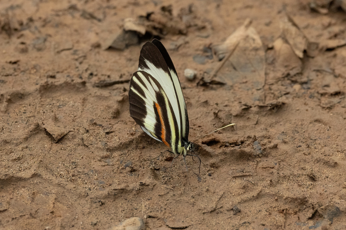 Chiapas White (Perrhybris pamela) Collpas Tambopata Inn, Madre de Dios, Peru. Jun 5, 2022 Chiapas White,Fall,Geotagged,Perrhybris pamela,Peru