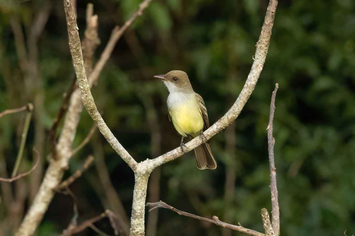 Swainson's flycatcher (Myiarchus swainsoni) Collpas Tambopata Inn, Madre de Dios, Peru. Jun 5, 2022 Fall,Geotagged,Myiarchus swainsoni,Peru,Swainsons flycatcher