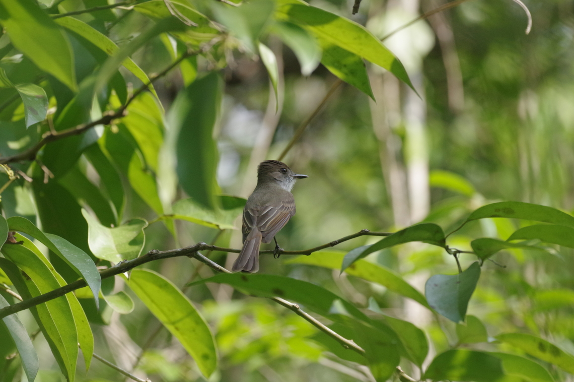 Yucatan flycatcher (Myiarchus yucatanensis) Punta Laguna, Quintana Roo, Mexico. Apr 28, 2017 Geotagged,Mexico,Myiarchus yucatanensis,Spring,Yucatan flycatcher