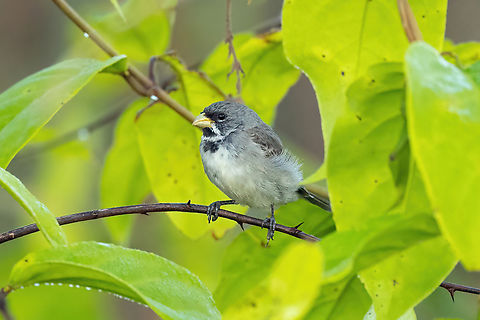Double-collared seedeater