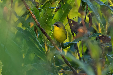 Masked yellowthroat (Geothlypis aequinoctialis) Carretera Cachuela, Madre de Dios, Peru. Jun 17, 2022 Fall,Geotagged,Geothlypis aequinoctialis,Masked yellowthroat,Peru