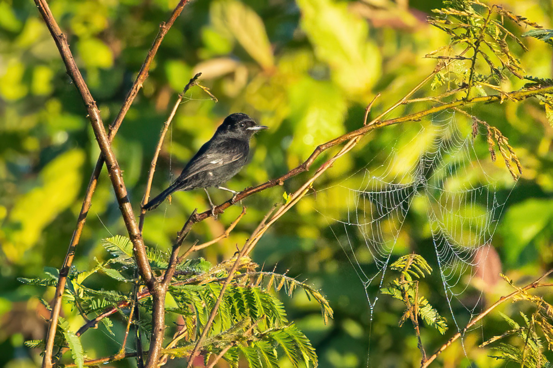 Hudson's black tyrant (Knipolegus hudsoni) Carretera Cachuela, Madre de Dios, Peru. Jun 17, 2022 Fall,Geotagged,Hudson's black tyrant,Knipolegus hudsoni,Peru