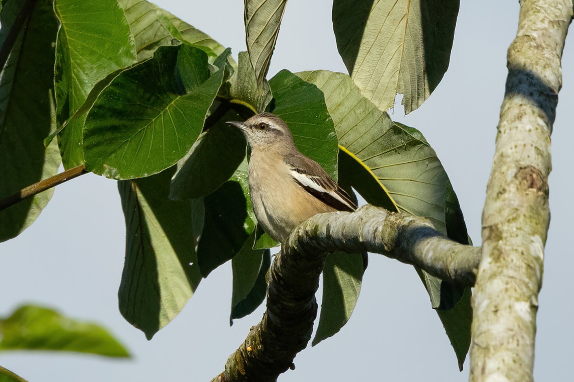 White-banded mockingbird (Mimus triurus) Carretera Cachuela, Madre de Dios, Peru. Jun 17, 2022 Fall,Geotagged,Mimus triurus,Peru,White-banded mockingbird