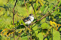White-naped Xenopsaris (Xenopsaris albinucha) Carretera Cachuela, Madre de Dios, Peru. Jun 17, 2022 Fall,Geotagged,Peru,White-naped xenopsaris,Xenopsaris albinucha