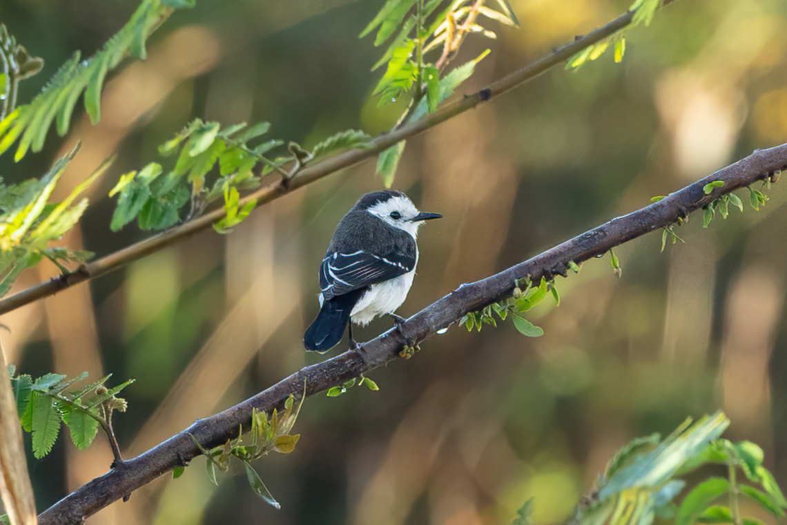 Black-backed water tyrant (Fluvicola albiventer) Carretera Cachuela, Madre de Dios, Peru. Jun 17, 2022 Black-backed water tyrant,Fall,Fluvicola albiventer,Geotagged,Peru