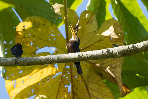 White-throated jacamar (Brachygalba albogularis) Carretera Cachuela, Madre de Dios, Peru. Jun 17, 2022 Brachygalba albogularis,Fall,Geotagged,Peru,White-throated jacamar