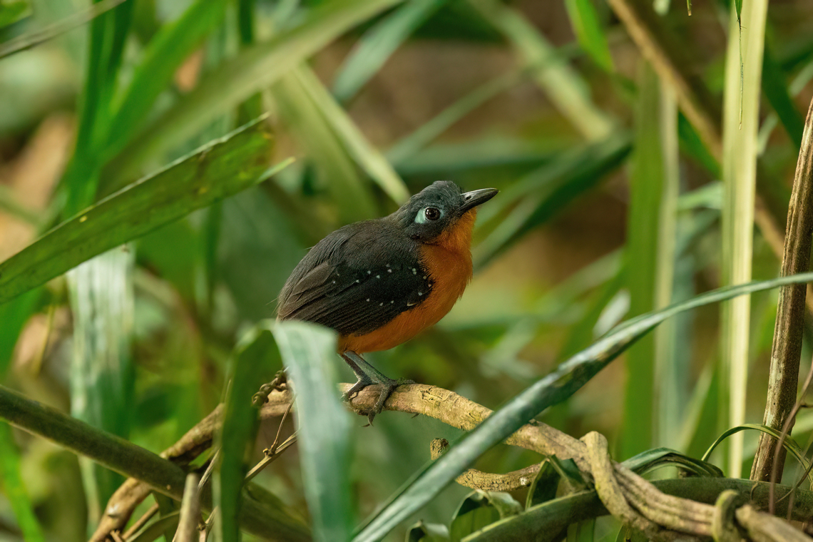 Plumbeous antbird (Myrmelastes hyperythrus) female Ecolucerna Lodge, Madre de Dios, Peru. Jun 4, 2022 Fall,Geotagged,Myrmelastes hyperythrus,Peru,Plumbeous antbird