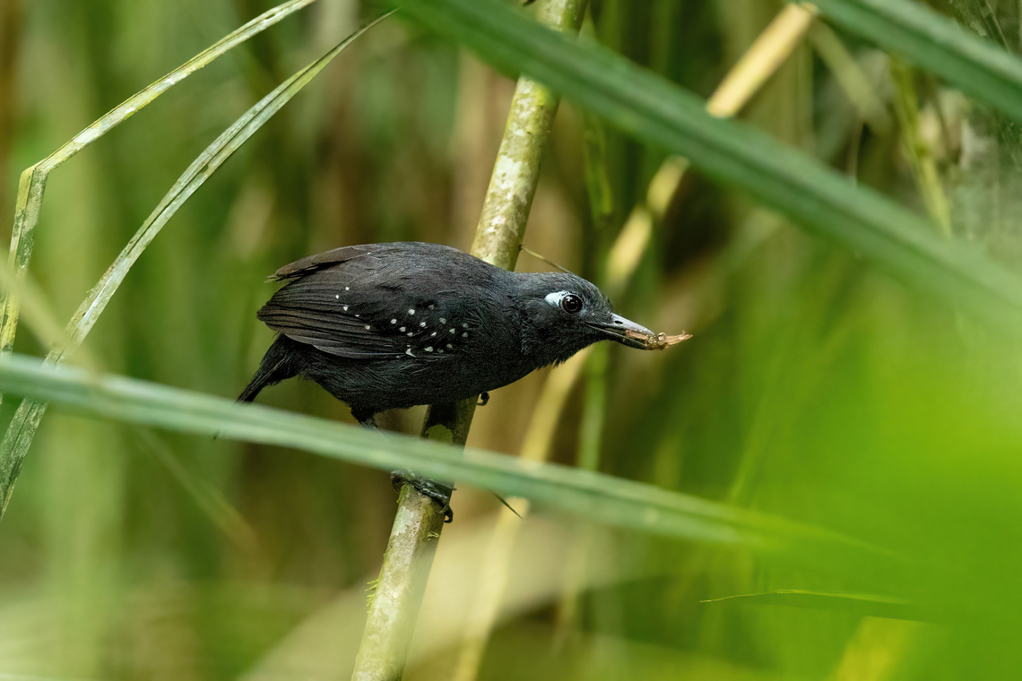 Plumbeous antbird (Myrmelastes hyperythrus) male Ecolucerna Lodge, Madre de Dios, Peru. Jun 4, 2022 Fall,Geotagged,Myrmelastes hyperythrus,Peru,Plumbeous antbird