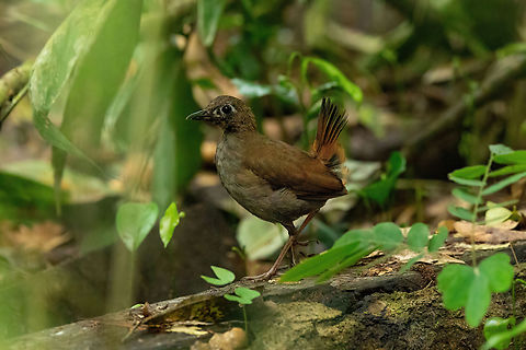 Black-faced antthrush (Formicarius analis) Ecolucerna Lodge, Madre de Dios, Peru. Jun 4, 2022 Black-faced antthrush,Fall,Formicarius analis,Geotagged,Peru