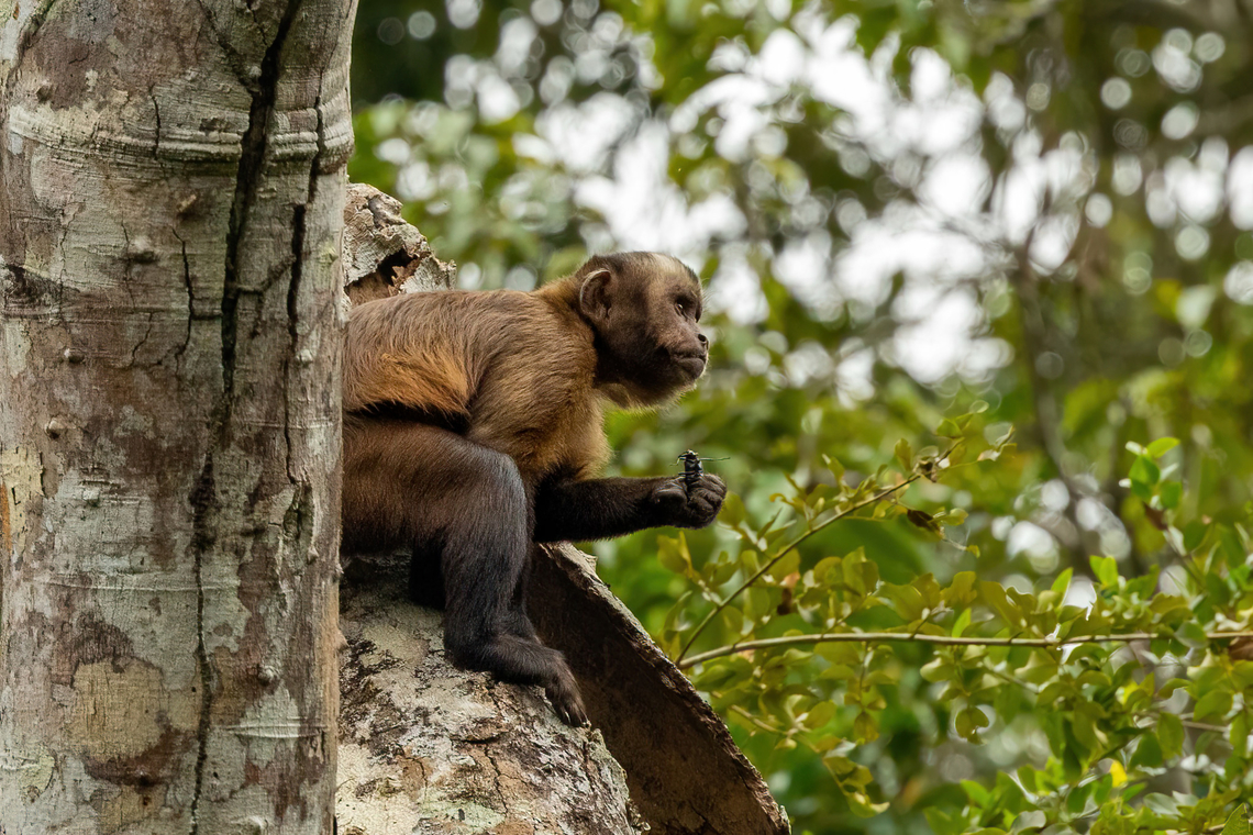 Brown Capuchin (Sapajus apella) having a snack Lago Sandoval, Madre de Dios, Peru. Jun 4, 2022 Fall,Geotagged,Peru,Sapajus apella,Tufted capuchin