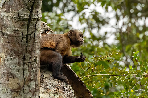 Brown Capuchin (Sapajus apella) having a snack Lago Sandoval, Madre de Dios, Peru. Jun 4, 2022 Fall,Geotagged,Peru,Sapajus apella,Tufted capuchin