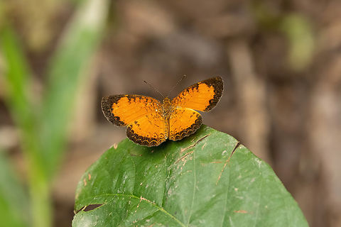 Mazia amazonica (Nymphalidae) Lago Sandoval, Madre de Dios, Peru. Jun 4, 2022 Fall,Geotagged,Mazia,Mazia amazonica,Peru