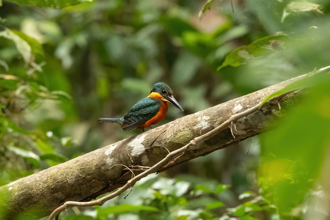 Green-and-rufous kingfisher (Chloroceryle inda) Lago Sandoval, Madre de Dios, Peru. Jun 4, 2022 Chloroceryle inda,Fall,Geotagged,Green-and-rufous kingfisher,Peru