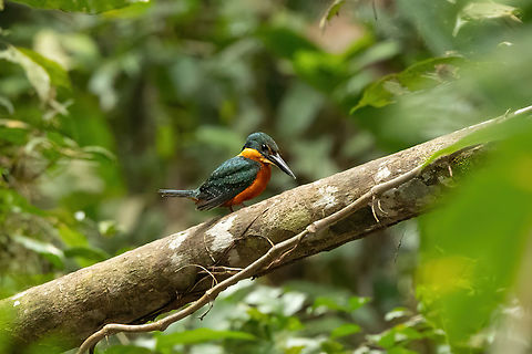 Green-and-rufous kingfisher (Chloroceryle inda) Lago Sandoval, Madre de Dios, Peru. Jun 4, 2022 Chloroceryle inda,Fall,Geotagged,Green-and-rufous kingfisher,Peru