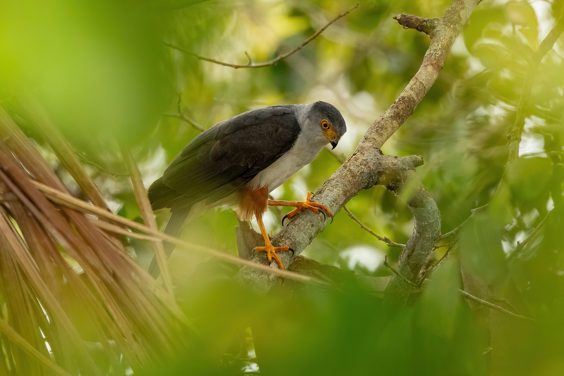Bicolored hawk (Accipiter bicolor) Lago Sandoval, Madre de Dios, Peru. Jun 4, 2022 Accipiter bicolor,Bicolored hawk,Fall,Geotagged,Peru