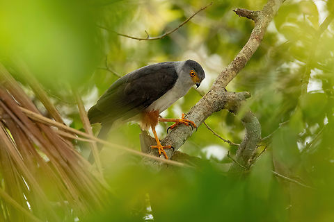 Bicolored hawk (Accipiter bicolor) Lago Sandoval, Madre de Dios, Peru. Jun 4, 2022 Accipiter bicolor,Bicolored hawk,Fall,Geotagged,Peru