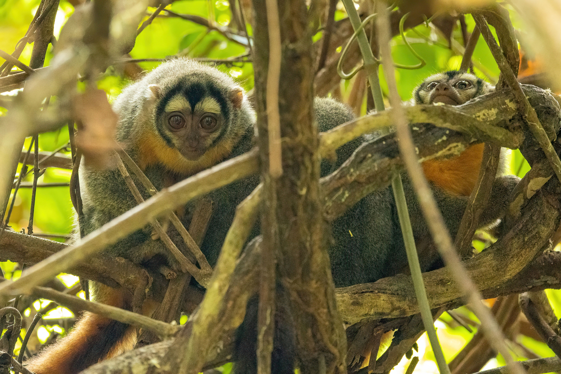 Black-headed night monkeys (Aotus nigriceps) Lago Sandoval, Madre de Dios, Peru. Jun 4, 2022 Aotus nigriceps,Black-headed night monkey,Fall,Geotagged,Peru