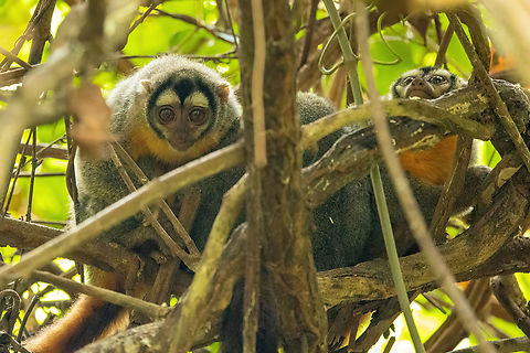 Black-headed night monkeys (Aotus nigriceps) Lago Sandoval, Madre de Dios, Peru. Jun 4, 2022 Aotus nigriceps,Black-headed night monkey,Fall,Geotagged,Peru