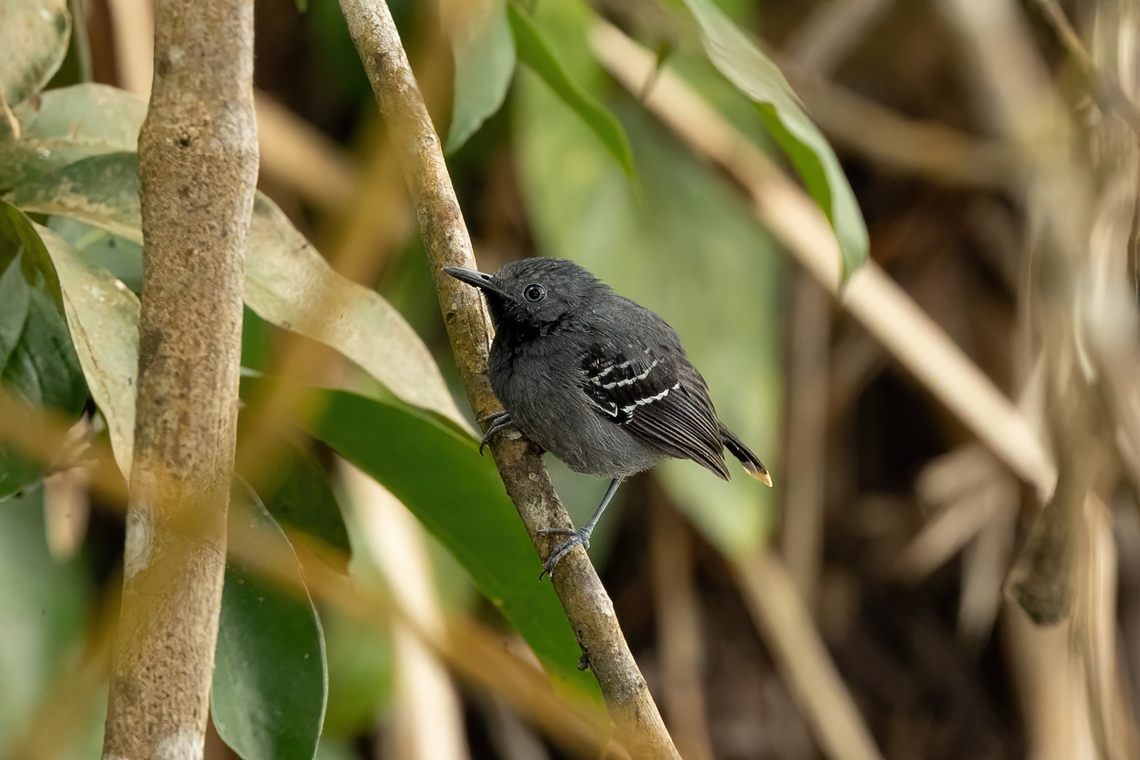 Band-tailed antbird (Hypocnemoides maculicauda) male Lago Sandoval, Madre de Dios, Peru. Jun 4, 2022 Band-tailed antbird,Fall,Geotagged,Hypocnemoides maculicauda,Peru