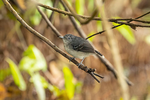 Band-tailed antbird (Hypocnemoides maculicauda) female Lago Sandoval, Madre de Dios, Peru. Jun 4, 2022 Band-tailed antbird,Fall,Geotagged,Hypocnemoides maculicauda,Peru