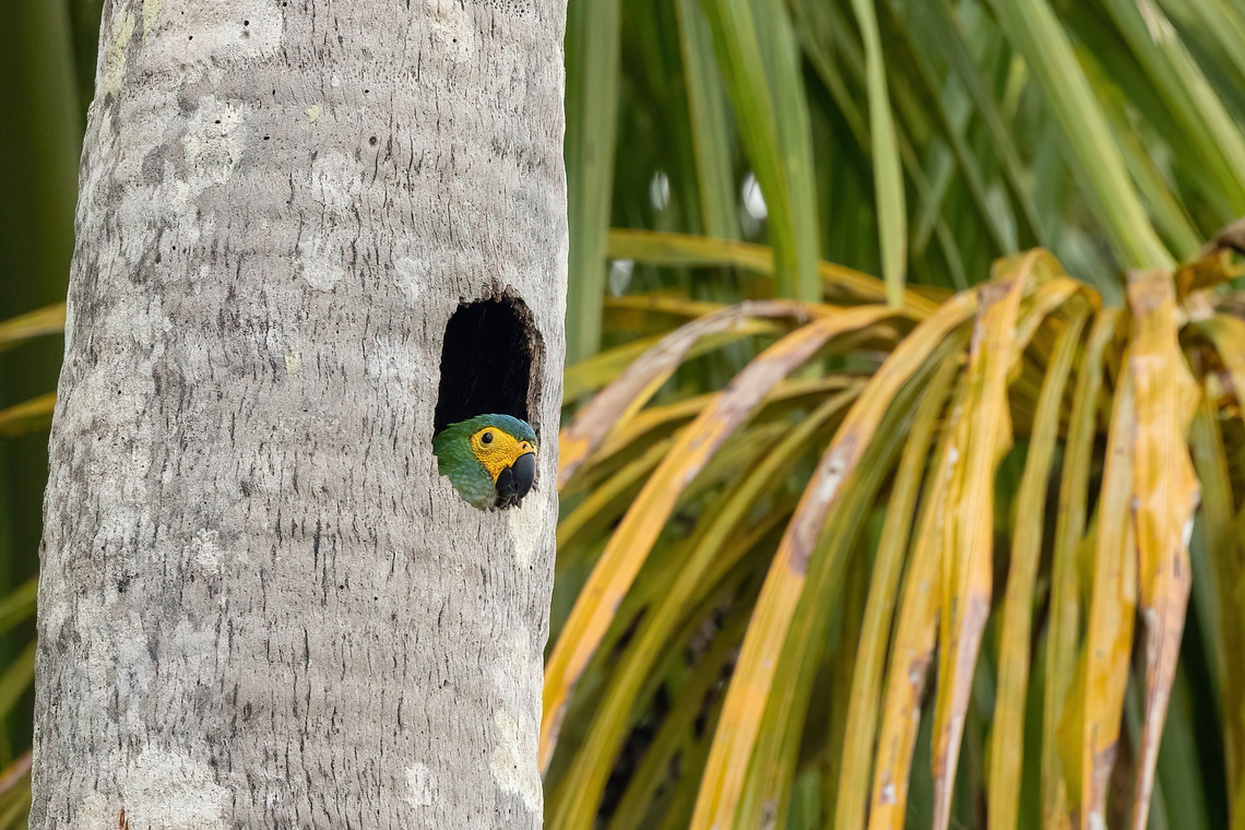 Red-bellied macaw (Orthopsittaca manilatus) peaking out from its nest Lago Sandoval, Madre de Dios, Peru. Jun 4, 2022 Fall,Geotagged,Orthopsittaca manilatus,Peru,Red-bellied macaw