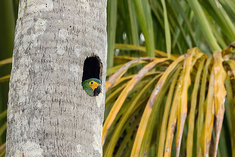 Red-bellied macaw (Orthopsittaca manilatus) peaking out from its nest Lago Sandoval, Madre de Dios, Peru. Jun 4, 2022 Fall,Geotagged,Orthopsittaca manilatus,Peru,Red-bellied macaw