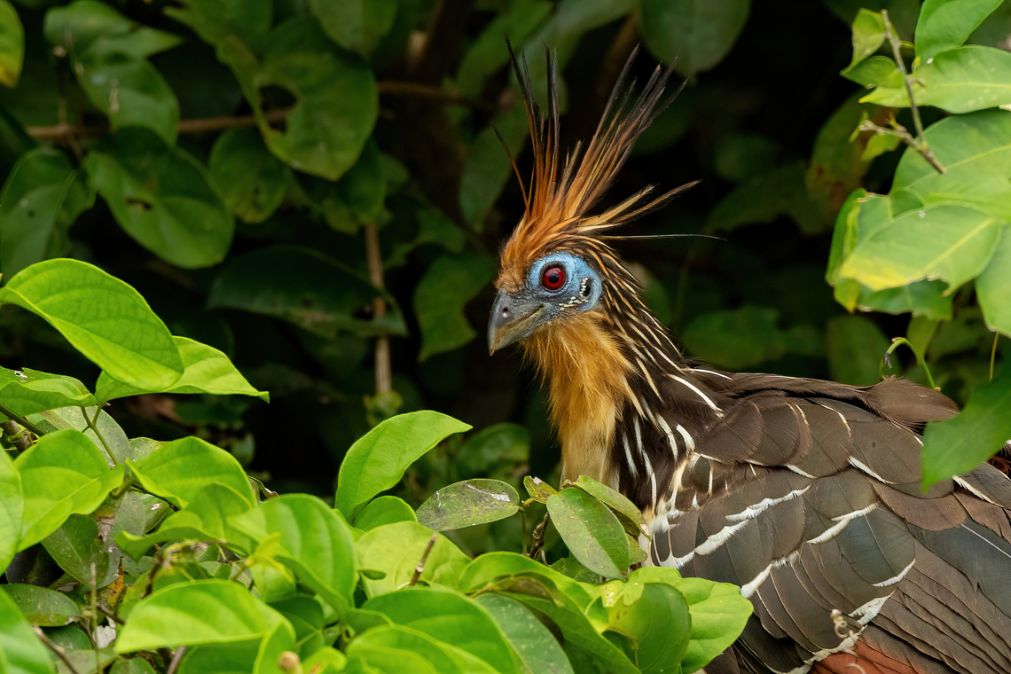 Hoatzin portrait Lago Sandoval, Madre de Dios, Peru. Jun 4, 2022 Hoatzin,Opisthocomus hoazin