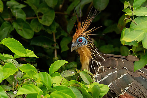 Hoatzin portrait Lago Sandoval, Madre de Dios, Peru. Jun 4, 2022 Hoatzin,Opisthocomus hoazin