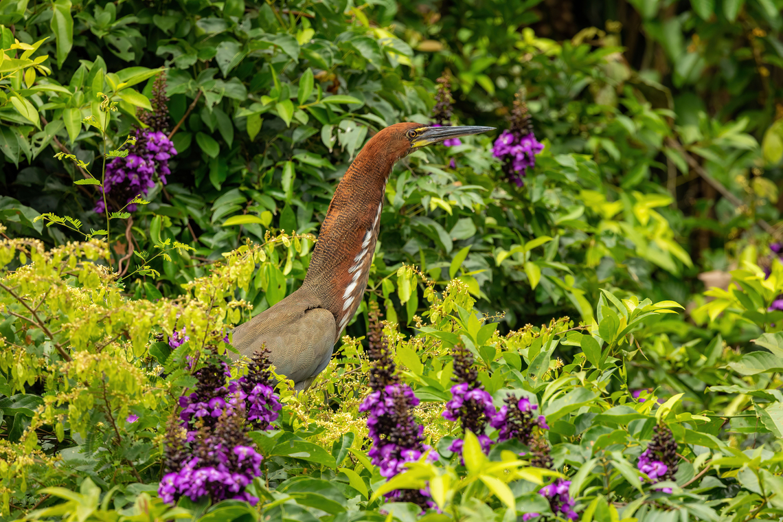 Rufescent Tiger Heron hiding in the flowers Lago Sandoval, Madre de Dios, Peru. Jun 4, 2022 Fall,Geotagged,Peru,Rufescent Tiger Heron,Tigrisoma lineatum