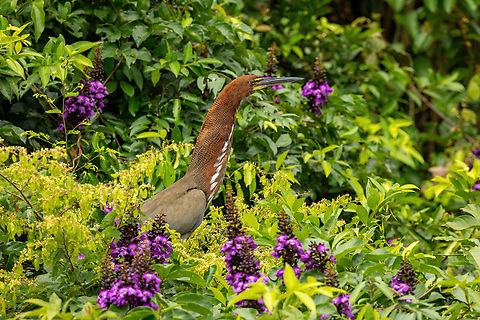 Rufescent Tiger Heron hiding in the flowers Lago Sandoval, Madre de Dios, Peru. Jun 4, 2022 Fall,Geotagged,Peru,Rufescent Tiger Heron,Tigrisoma lineatum