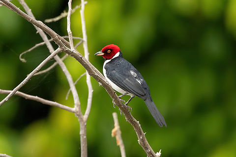 Red-capped cardinal