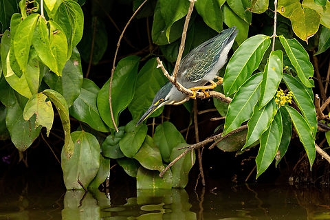 Striated heron (Butorides striata) Lago Sandoval, Madre de Dios, Peru. Jun 4, 2022 Butorides striata,Fall,Geotagged,Peru,Striated heron