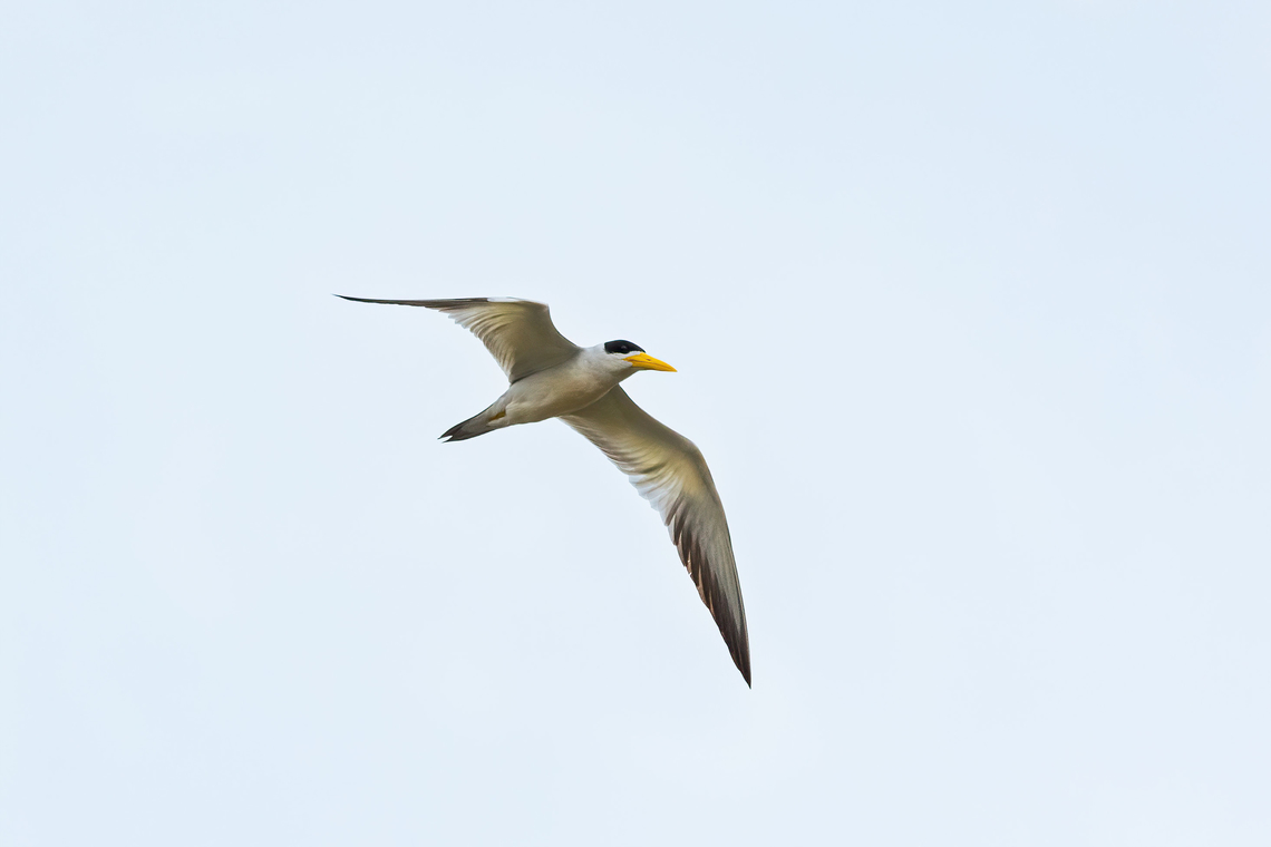 Large Billed Tern (Phaetusa simplex) Lago Sandoval, Madre de Dios, Peru. Jun 4, 2022 Fall,Geotagged,Large Billed Tern,Peru,Phaetusa simplex