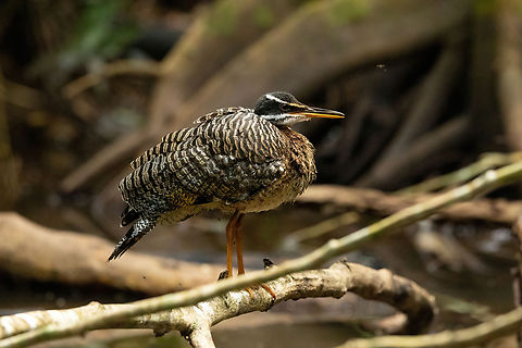 Sunbittern (Amazonian susbspecies) Lago Sandoval, Madre de Dios, Peru. Jun 4, 2022 Eurypyga helias,Fall,Geotagged,Peru,Sunbittern
