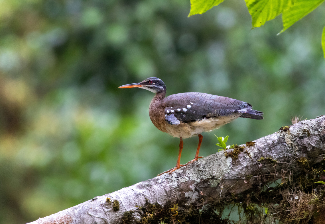 Sunbittern (Peruvian foothills subspecies) PNYC - Huampal, Pasco, Peru. Jul, 22, 2020 Eurypyga helias,Geotagged,Peru,Sunbittern,Winter