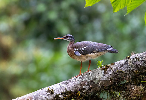 Sunbittern (Peruvian foothills subspecies) PNYC - Huampal, Pasco, Peru. Jul, 22, 2020 Eurypyga helias,Geotagged,Peru,Sunbittern,Winter