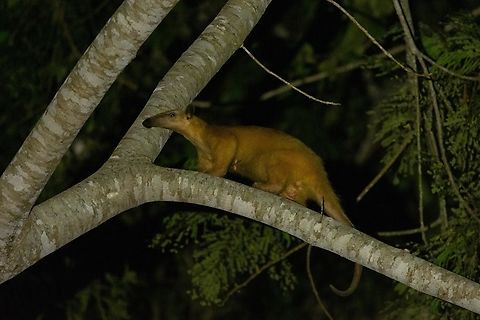 Southern tamandua (Tamandua tetradactyla) Ecolucerna Lodge, Madre de Dios, Peru. Jun 4, 2022 Fall,Geotagged,Peru,Southern tamandua,Tamandua tetradactyla