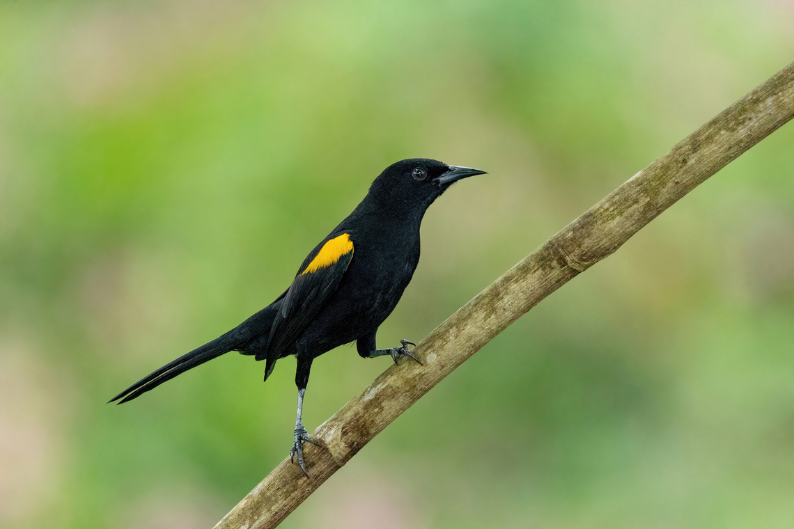 Epaulet oriole (Icterus cayanensis) Puerto Maldonado, Madre de Dios, Peru. Jun 3, 2022 Epaulet oriole,Fall,Geotagged,Icterus cayanensis,Peru