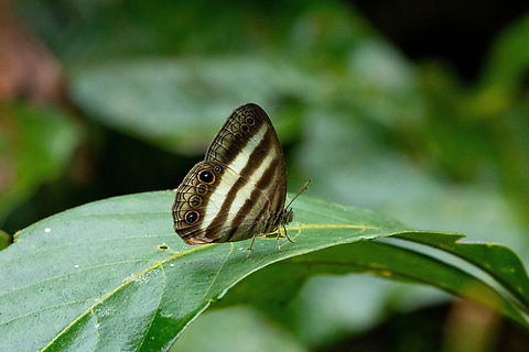 White Satyr (Pareuptychia ocirrhoe) Puerto Maldonado, Madre de Dios, Peru. Jun 3, 2022 Fall,Geotagged,Pareuptychia ocirrhoe,Peru,White Satyr