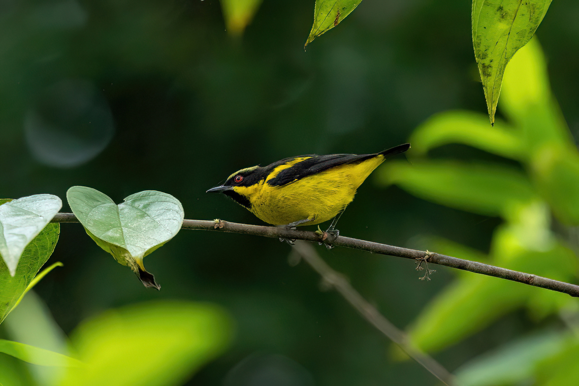 Yellow-bellied dacnis (Dacnis flaviventer) Puerto Maldonado, Madre de Dios, Peru. Jun 2, 2022 Dacnis flaviventer,Fall,Geotagged,Peru,Yellow-bellied dacnis