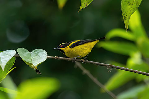 Yellow-bellied dacnis (Dacnis flaviventer) Puerto Maldonado, Madre de Dios, Peru. Jun 2, 2022 Dacnis flaviventer,Fall,Geotagged,Peru,Yellow-bellied dacnis