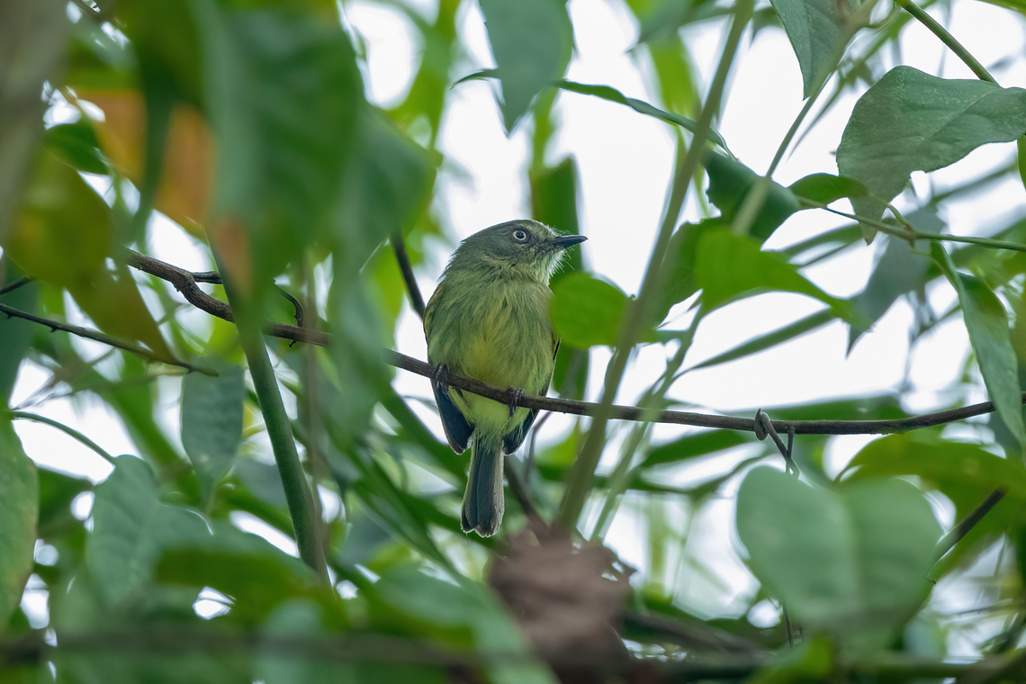 Johannes's tody-tyrant (Hemitriccus iohannis) Puerto Maldonado, Madre de Dios, Peru. Jun 2, 2022 Fall,Geotagged,Hemitriccus iohannis,Johanness tody-tyrant,Peru