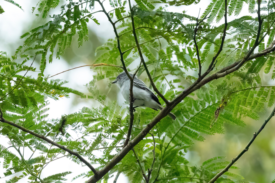 Grey elaenia (Myiopagis caniceps) Puerto Maldonado, Madre de Dios, Peru. Jun 2, 2022 Fall,Geotagged,Grey elaenia,Myiopagis caniceps,Peru