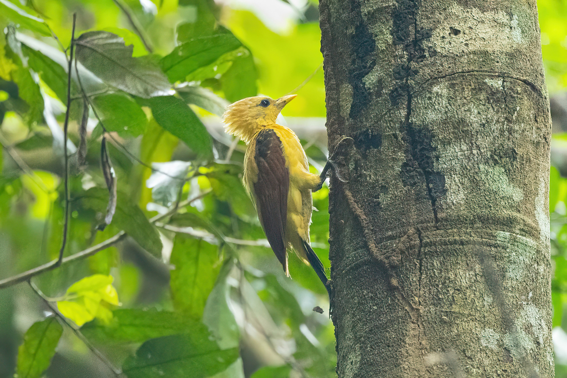 Cream-colored woodpecker (Celeus flavus) Puerto Maldonado, Madre de Dios, Peru. Jun 1, 2022 Celeus flavus,Cream-colored woodpecker,Fall,Geotagged,Peru