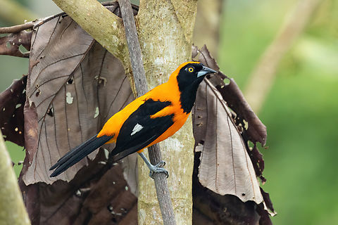 Orange backed troupial (Icterus croconotus) Puerto Maldonado, Madre de Dios, Peru. Jun 1, 2022 Fall,Geotagged,Icterus croconotus,Orange backed troupial,Peru