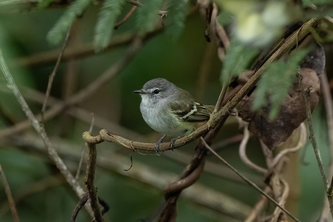 Plain tyrannulet (Inezia  inornata) Puerto Maldonado, Madre de Dios, Peru. Jun 1, 2022 Fall,Geotagged,Inezia  inornata,Peru,Plain inezia